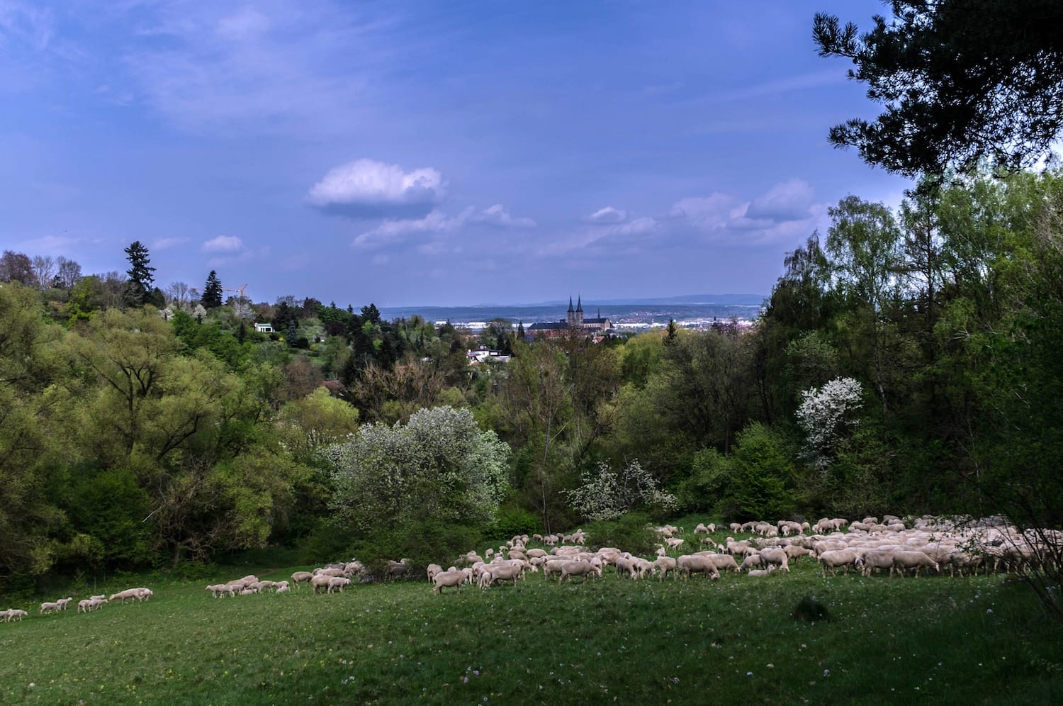 einzigarter-service-beim-autoankauf-in-altenburg